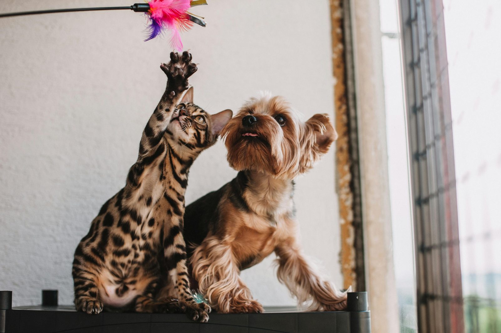 A cat and a dog at home, where the bowl is the controlled variable.