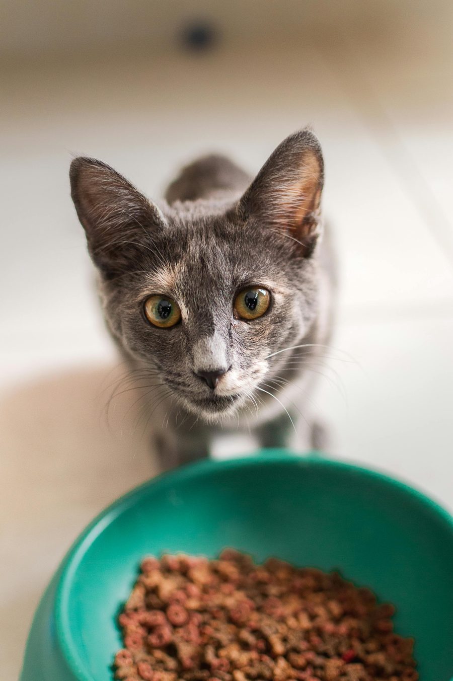 A cat at home, near the food bowl.