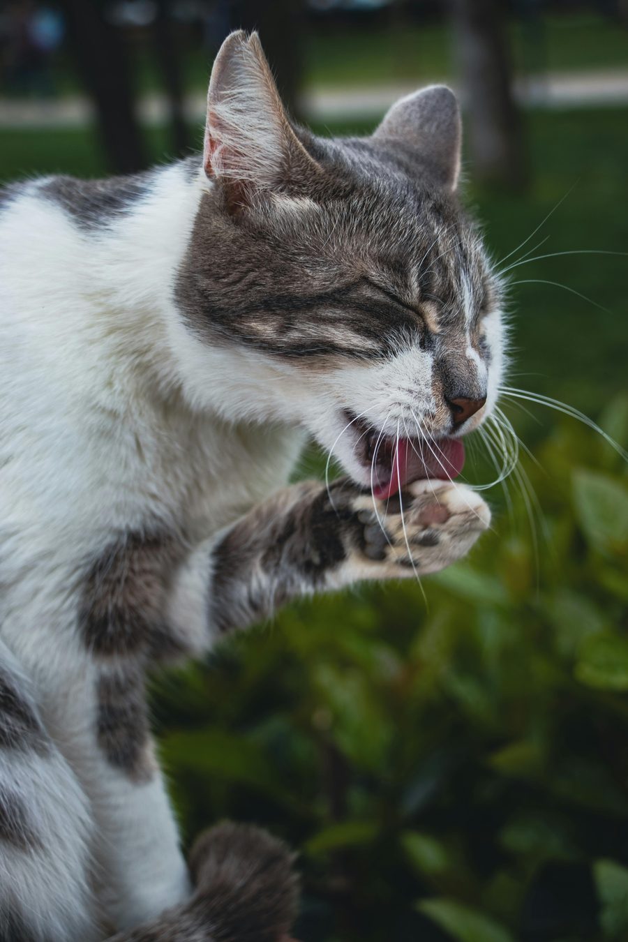 A cat licking its own paw, the way most fabric residue ends up ingested.