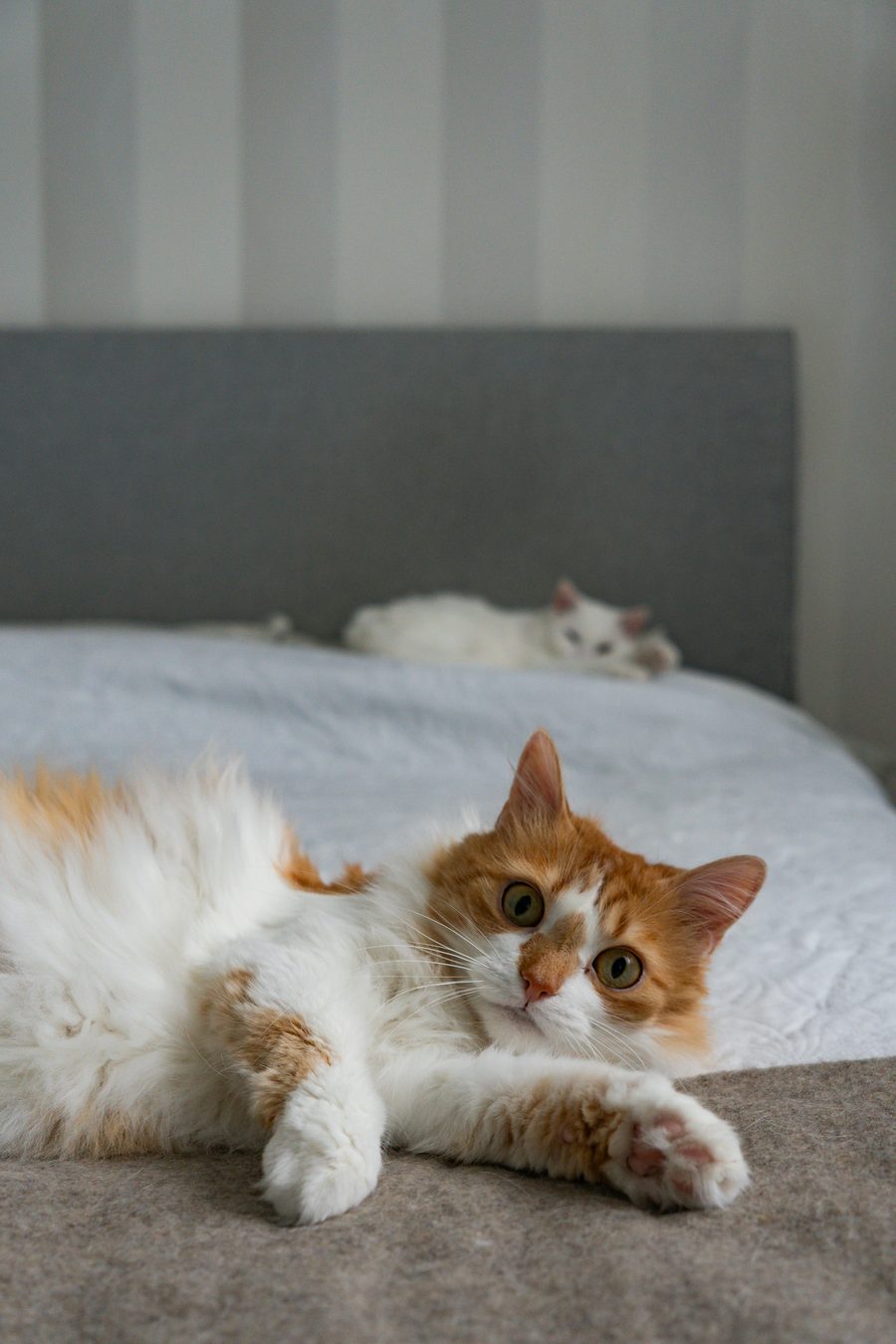 A long-haired cat lounging on a bed, paws tucked.