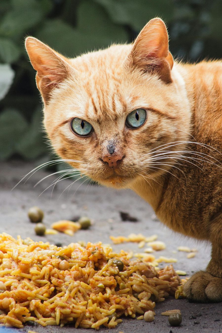 Fresh fish and mutton at an Indian market, the practical novel proteins for pets.