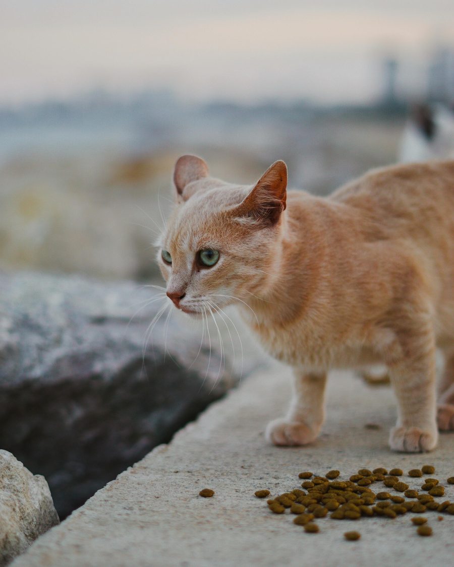 A cat near a bowl of kibble.