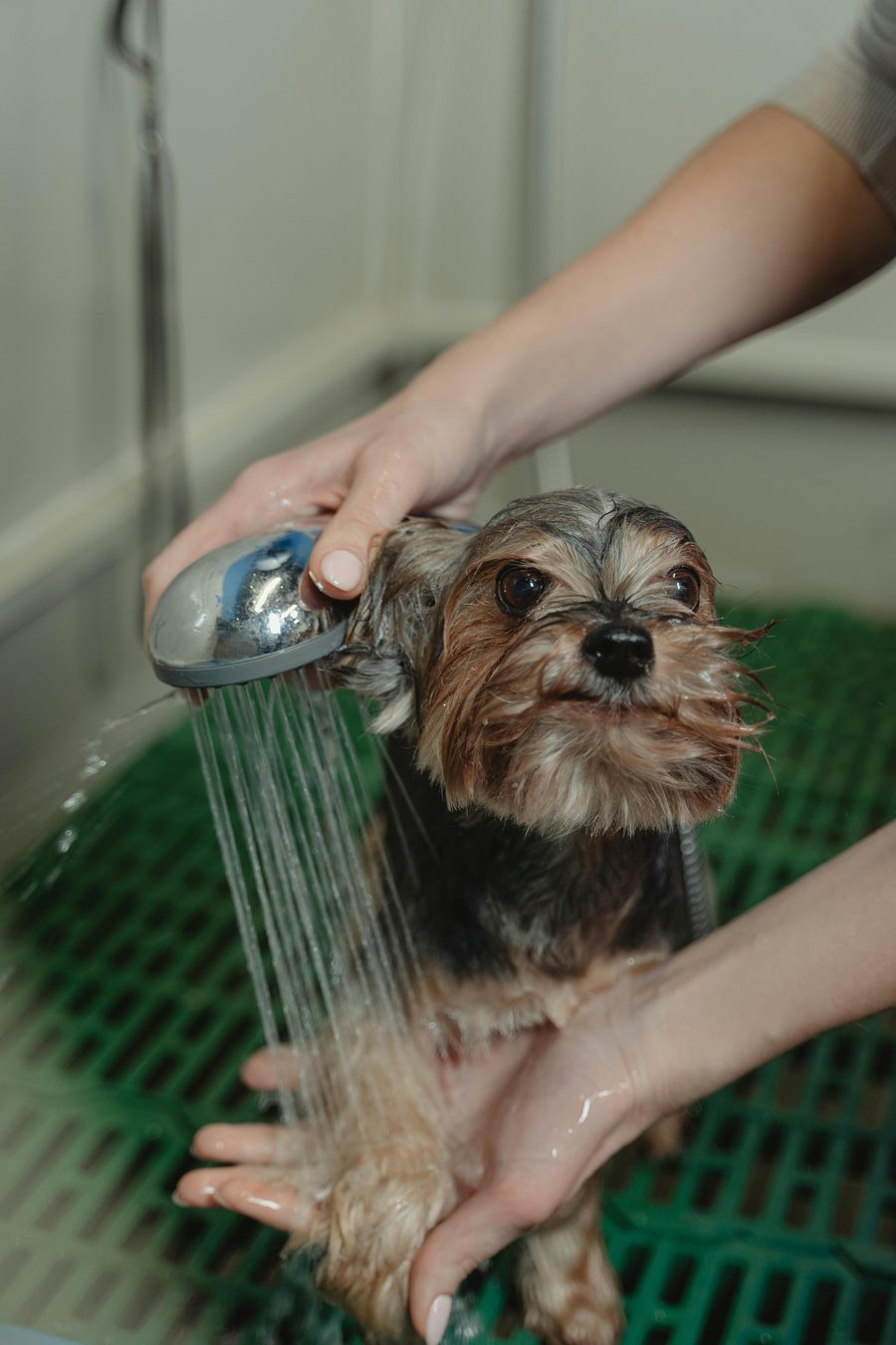 A small dog being shampooed in a grooming sink, water running.