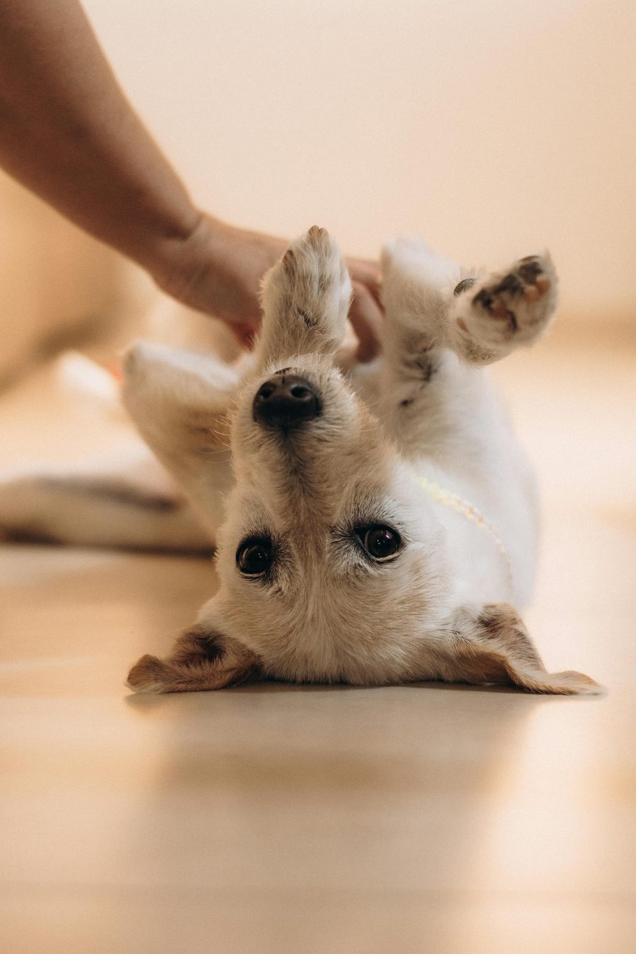 A dog at home, looking comfortable.