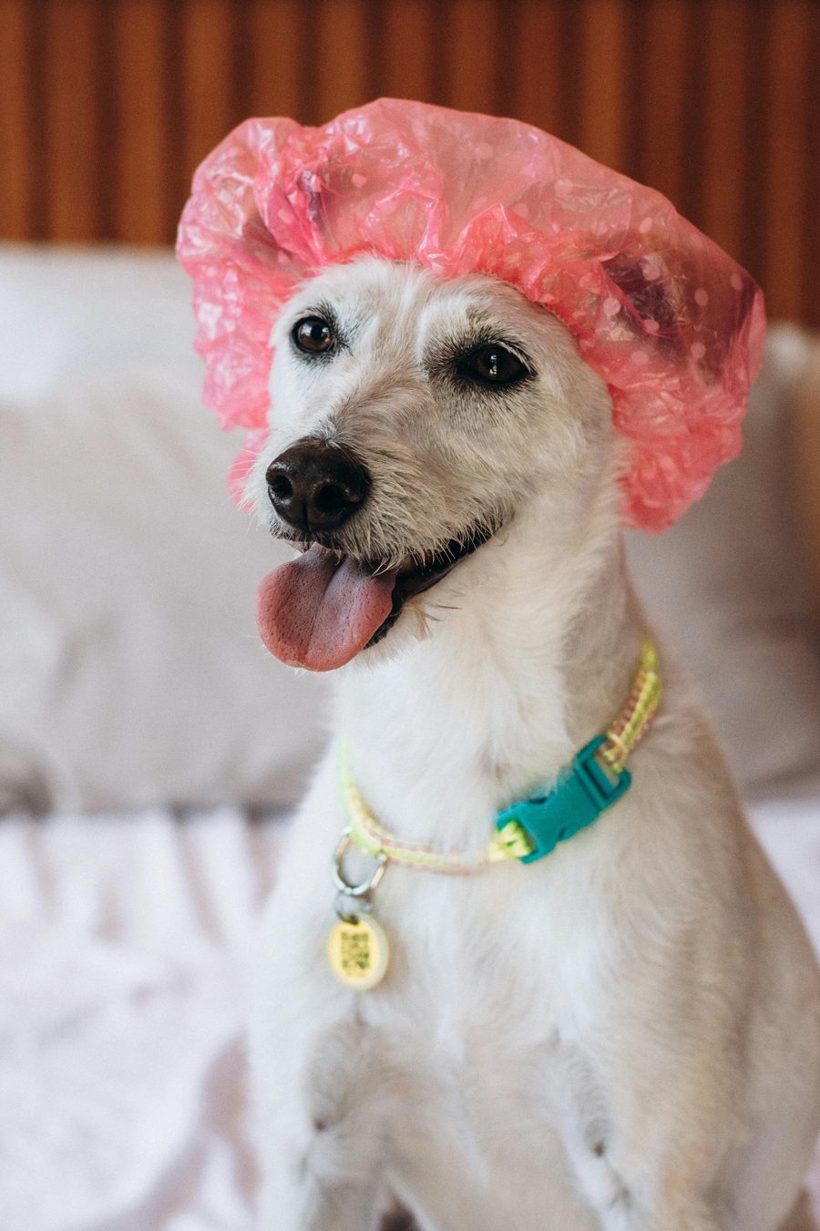 A small dog with a pink shower cap on, looking unbothered.