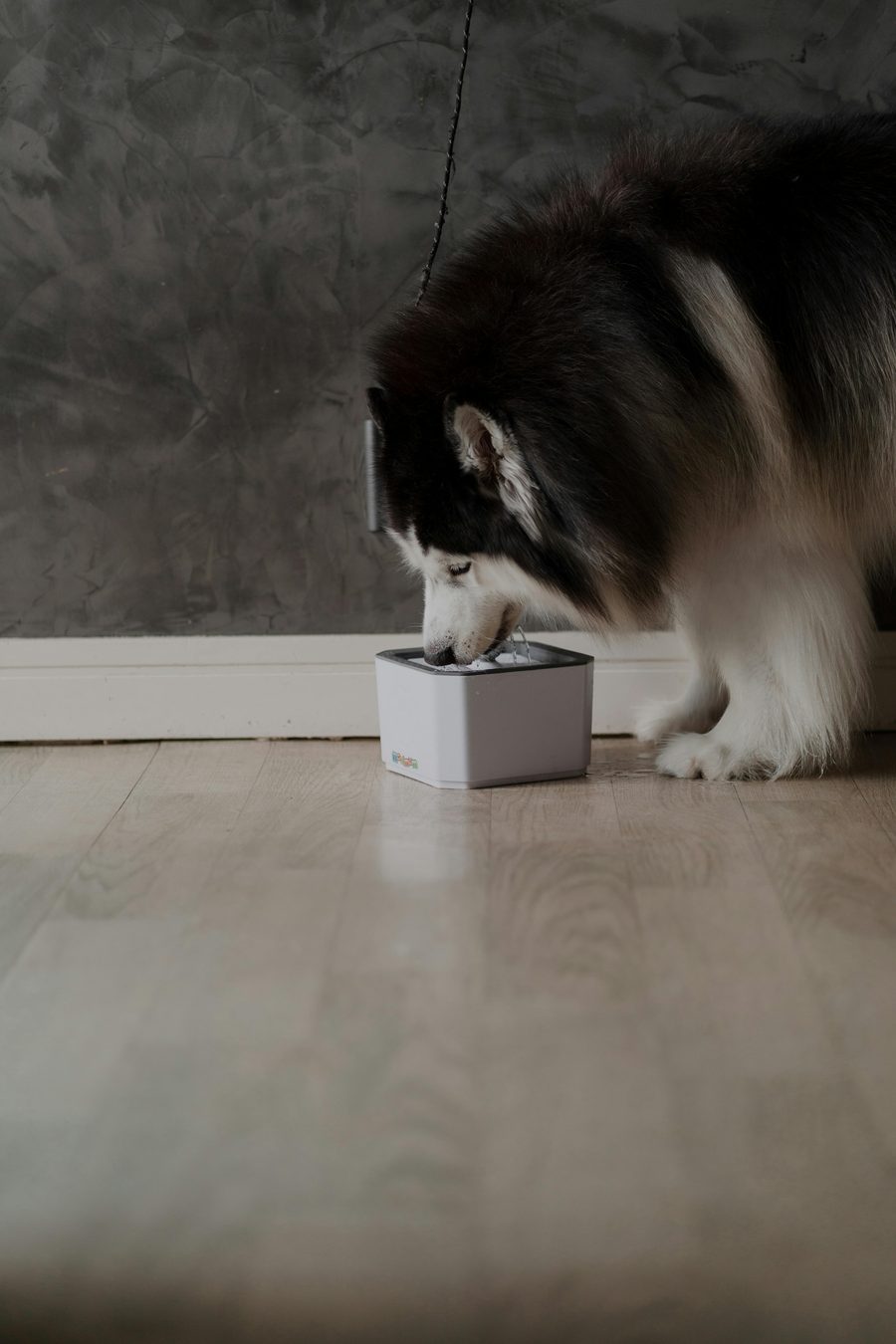 A puppy at home.