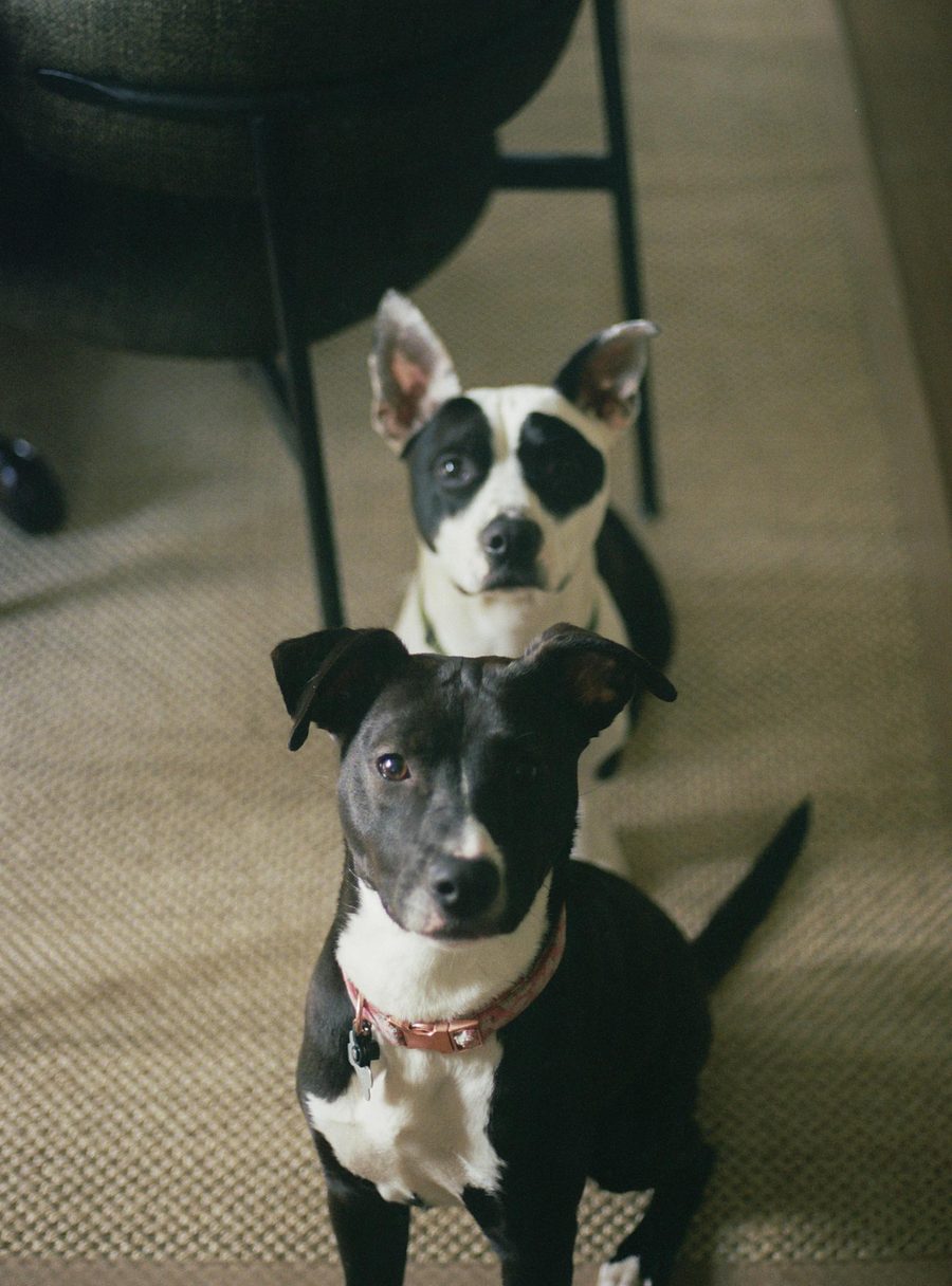 Two dogs resting on a carpeted floor, the kind of soft surface dust mites thrive on.