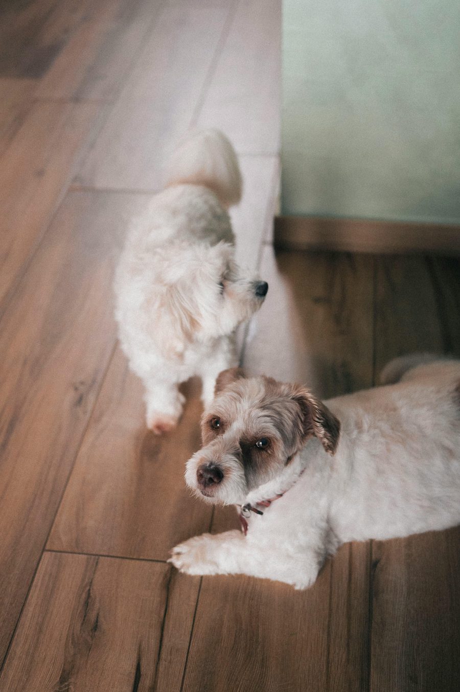 Two dogs resting at home.
