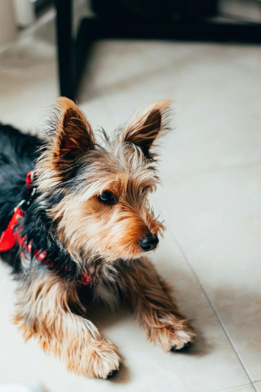 A small terrier resting on a tile floor.