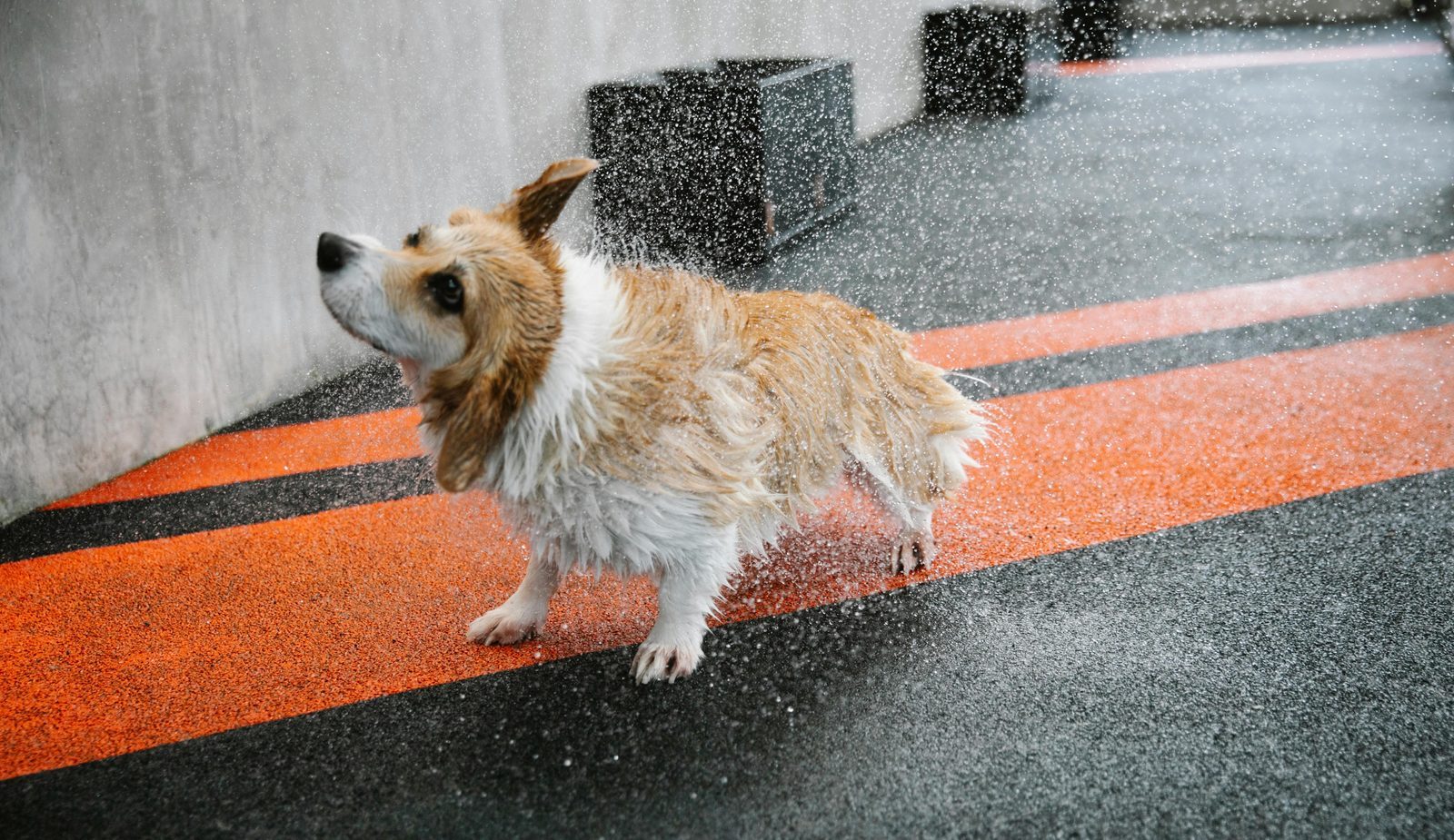 A wet dog shaking off water.