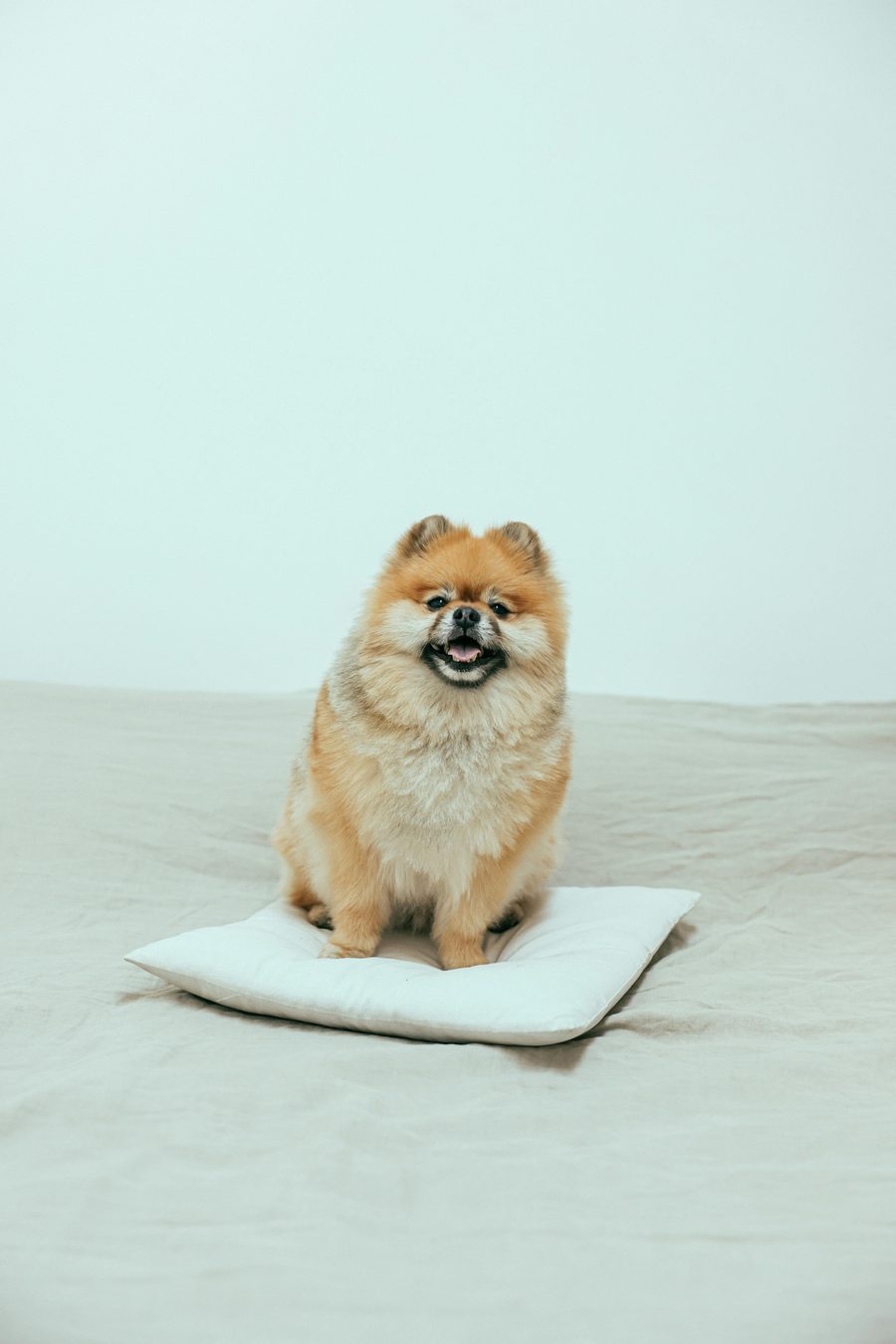 A pomeranian sitting on a soft white cushion.