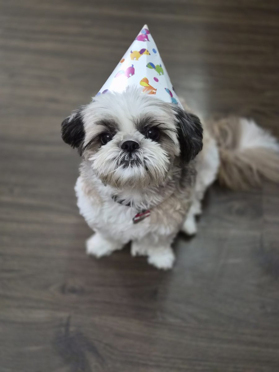 Niko, the Shih Tzu whose story started ode.