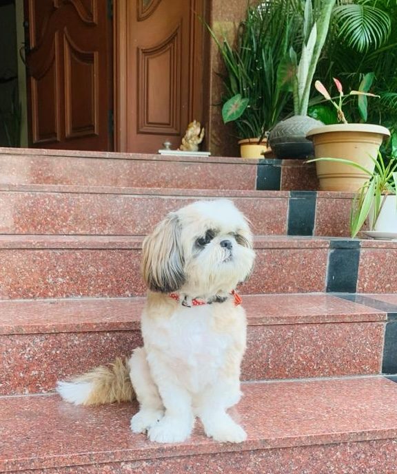 Niko in Chennai, around the time the symptoms began.