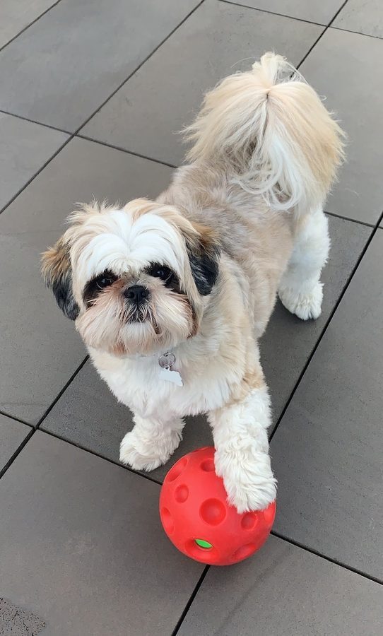 Niko in Melbourne, before the move to India.